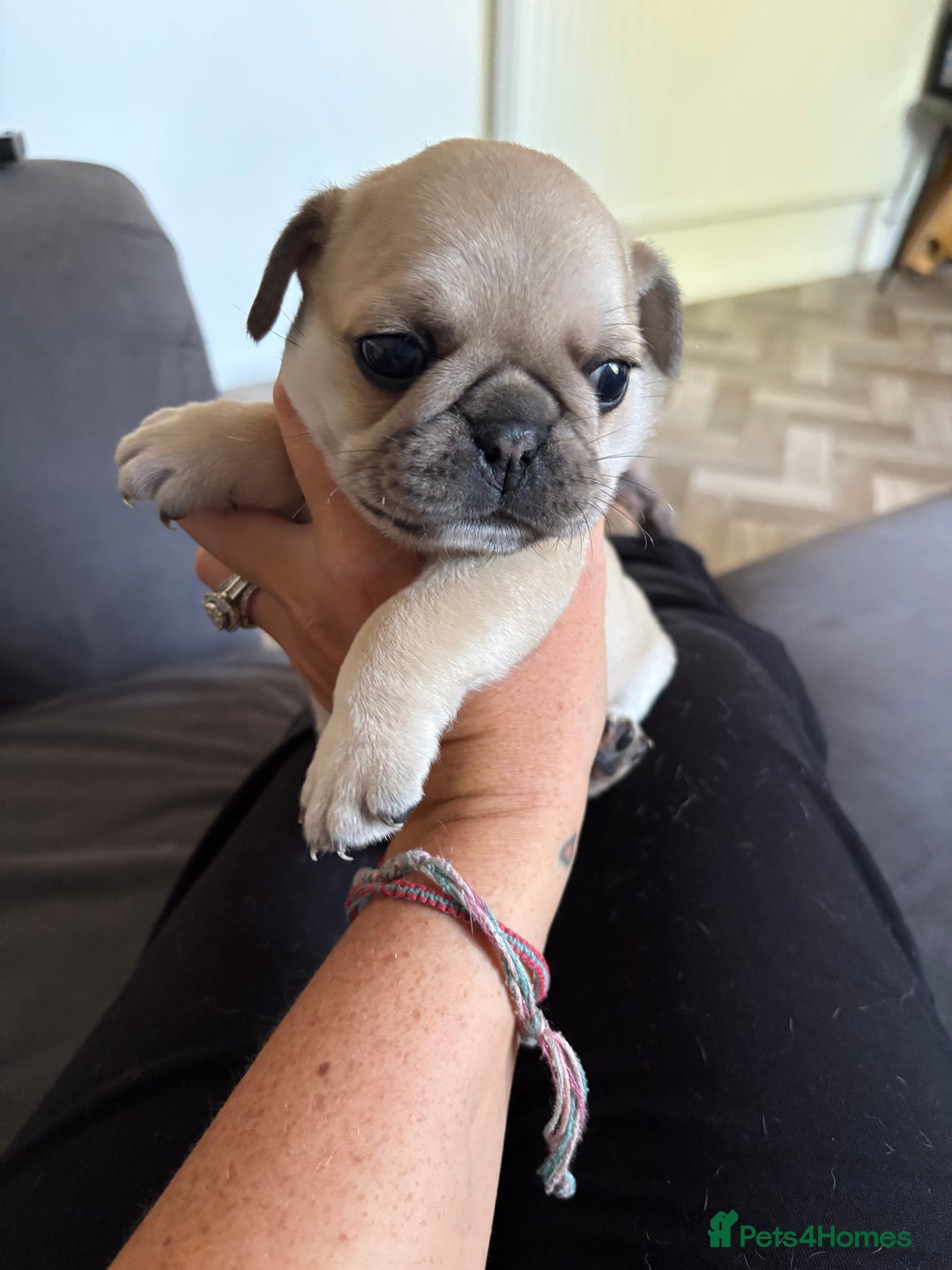 Frug dogs for sale: Beautiful baby Frug’s - Image 6