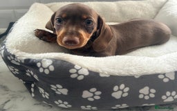 Miniature Dachshund dogs for sale: Miniature dachshund  - Image 13