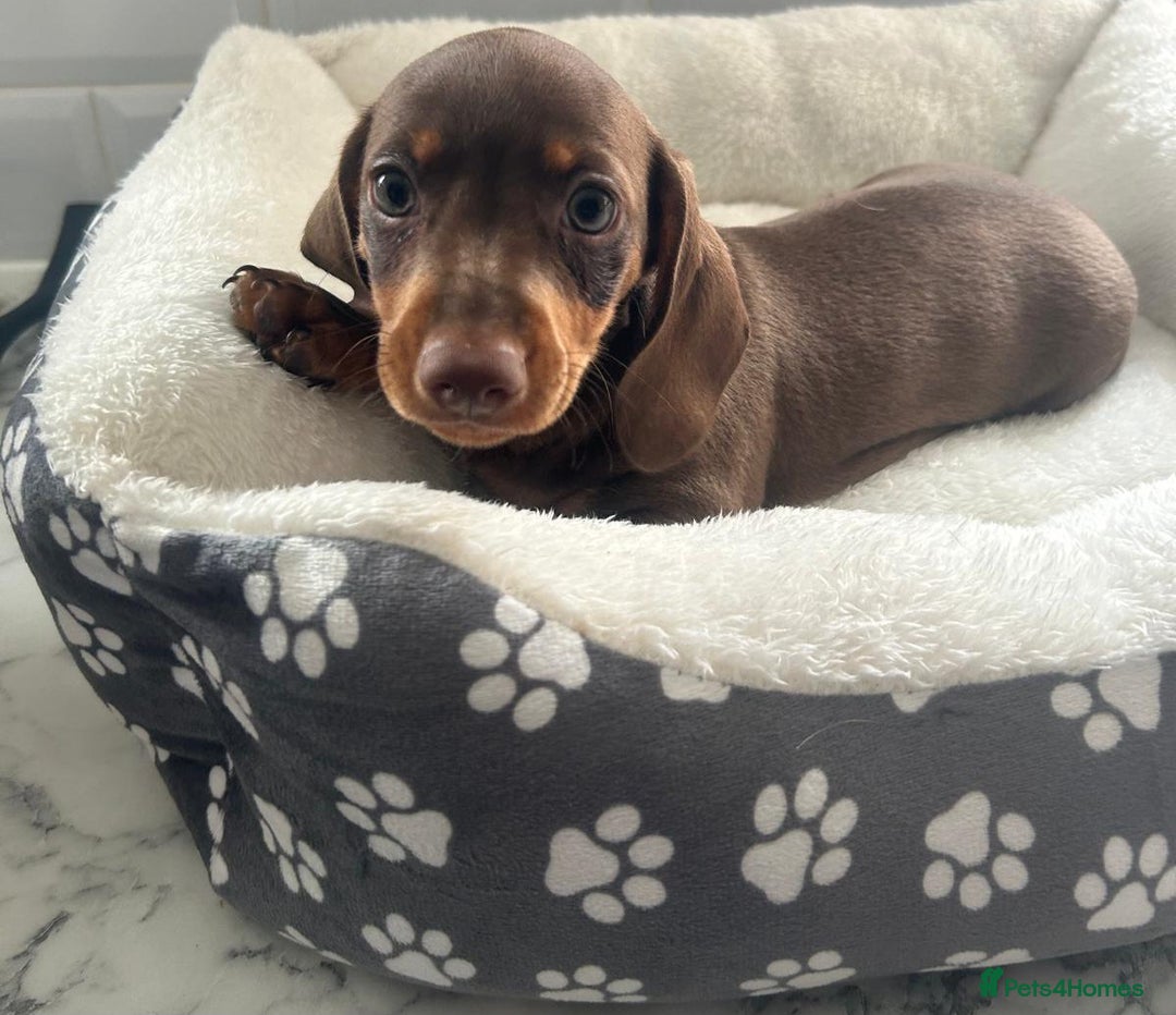Miniature Dachshund dogs for sale: Miniature dachshund  - Image 13