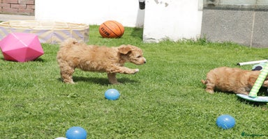 Cockapoo dogs - Advert 16