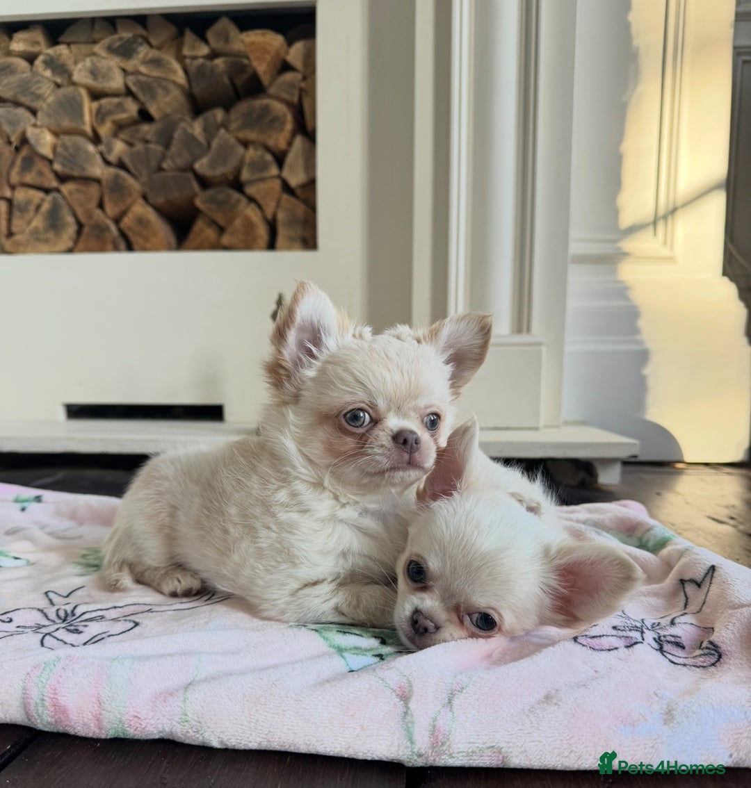 Chihuahua dogs for sale: Chihuahua long-coat puppy KC reg 🤍 - Advert 12