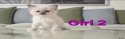 Ragdoll cats for sale: 🤍 Pure Ragdoll Kittens Ready to Reserve - Advert 7
