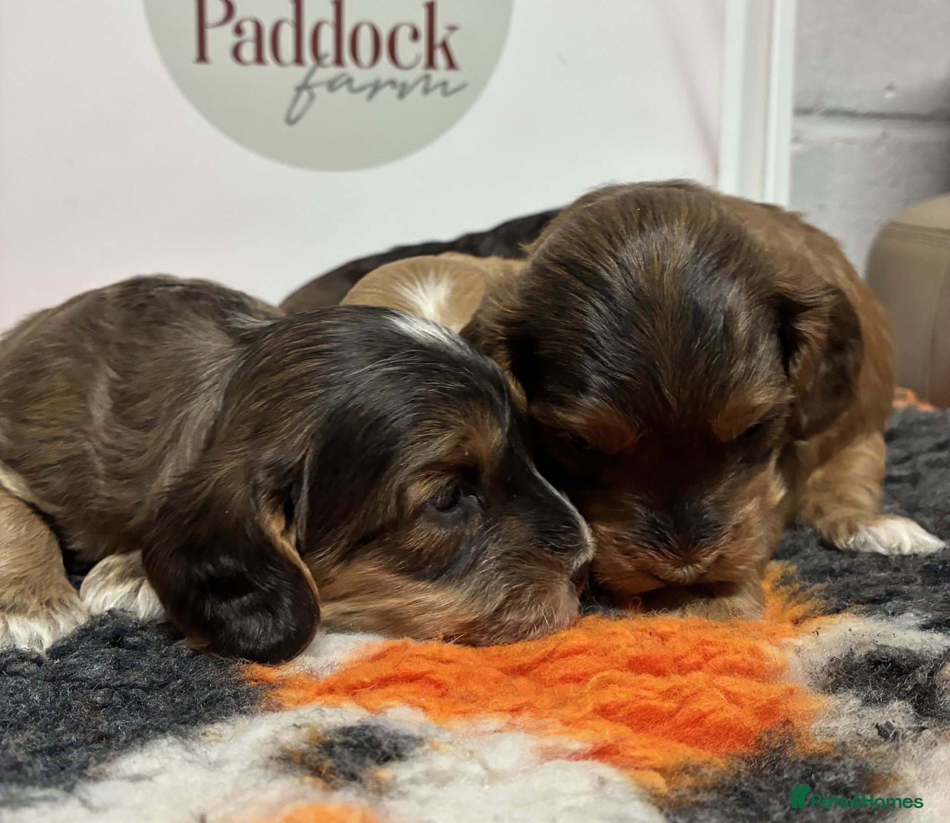 Cockapoo dogs for sale: 🌟 Stunning F1 cockapoo puppies 🌟 - Advert 4