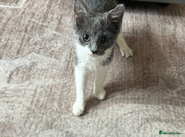 Mixed Breed cats adorable kitten - Advert 12