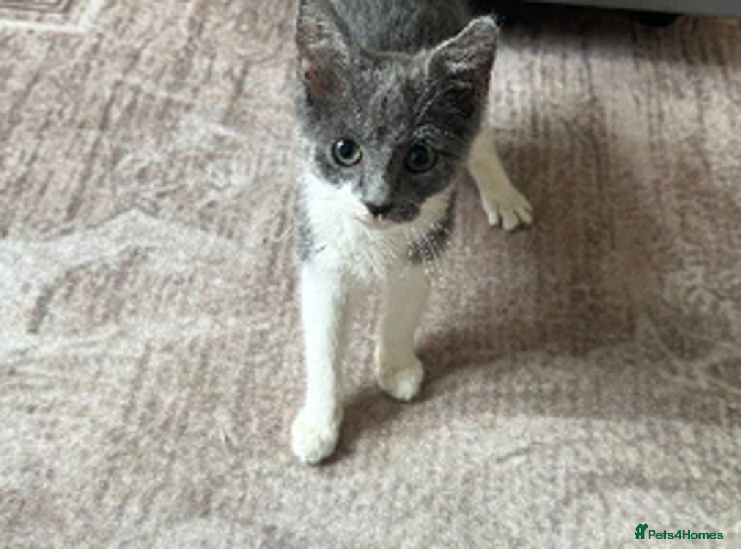 Mixed Breed cats for sale: adorable kitten 9 weeks old - Advert 1