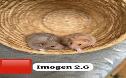 Hamster rodents for sale: Beautiful baby hamsters. Syrian and Russian Dwarf - Image 22