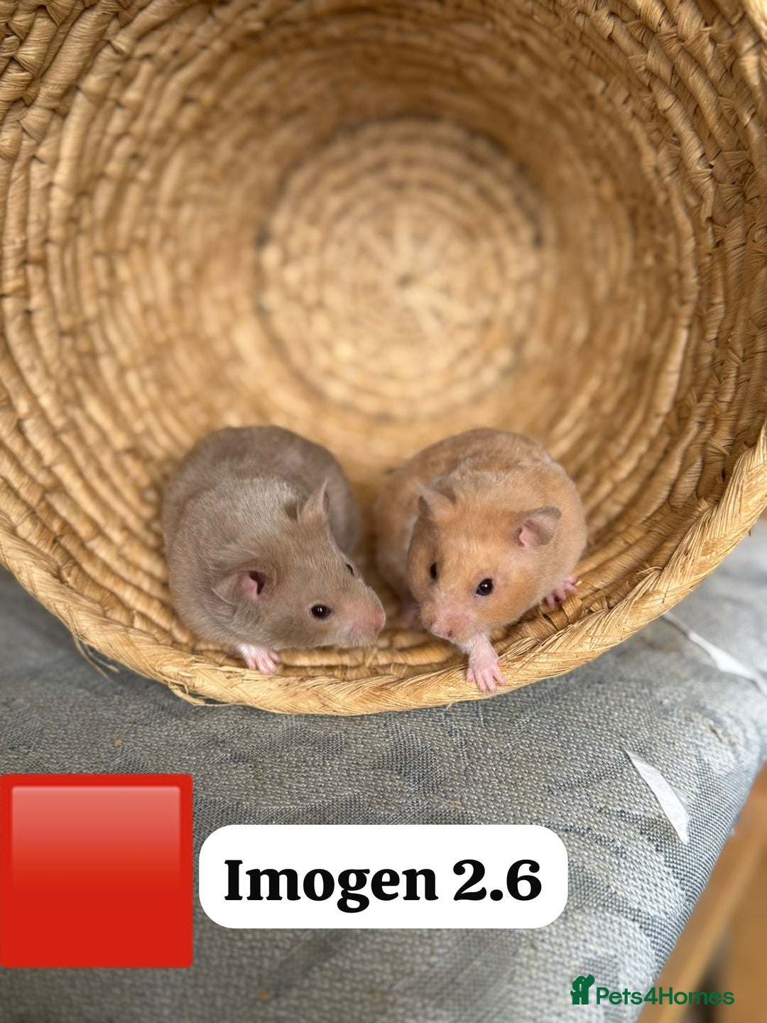 Hamster rodents for sale: Beautiful baby hamsters. Syrian and Russian Dwarf - Image 22