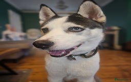 Siberian Husky dogs for sale: Husky for rehoming  - Image 8