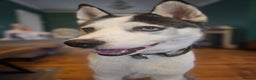 Siberian Husky dogs for sale: Husky for rehoming  - Advert 8