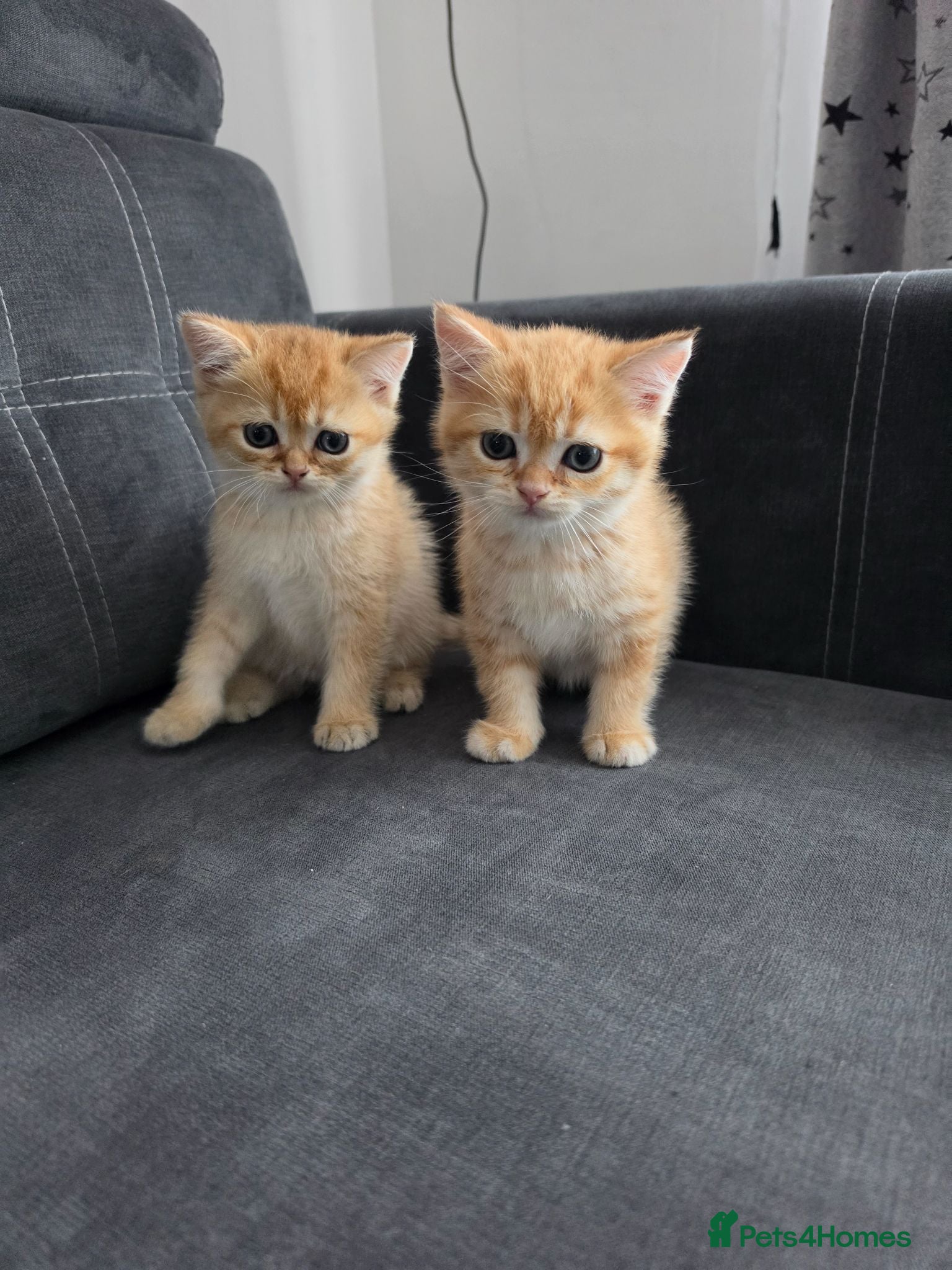 British Shorthair cats British Shorthair Golden Chinchilla Kittens - Advert 17