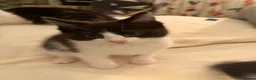 Mixed Breed cats for sale: Adorable moggie litter  in Machynlleth - Advert 7