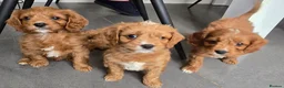 Cavapoo dogs for sale: Extensively health tested F1 Cavapoos - Advert 10