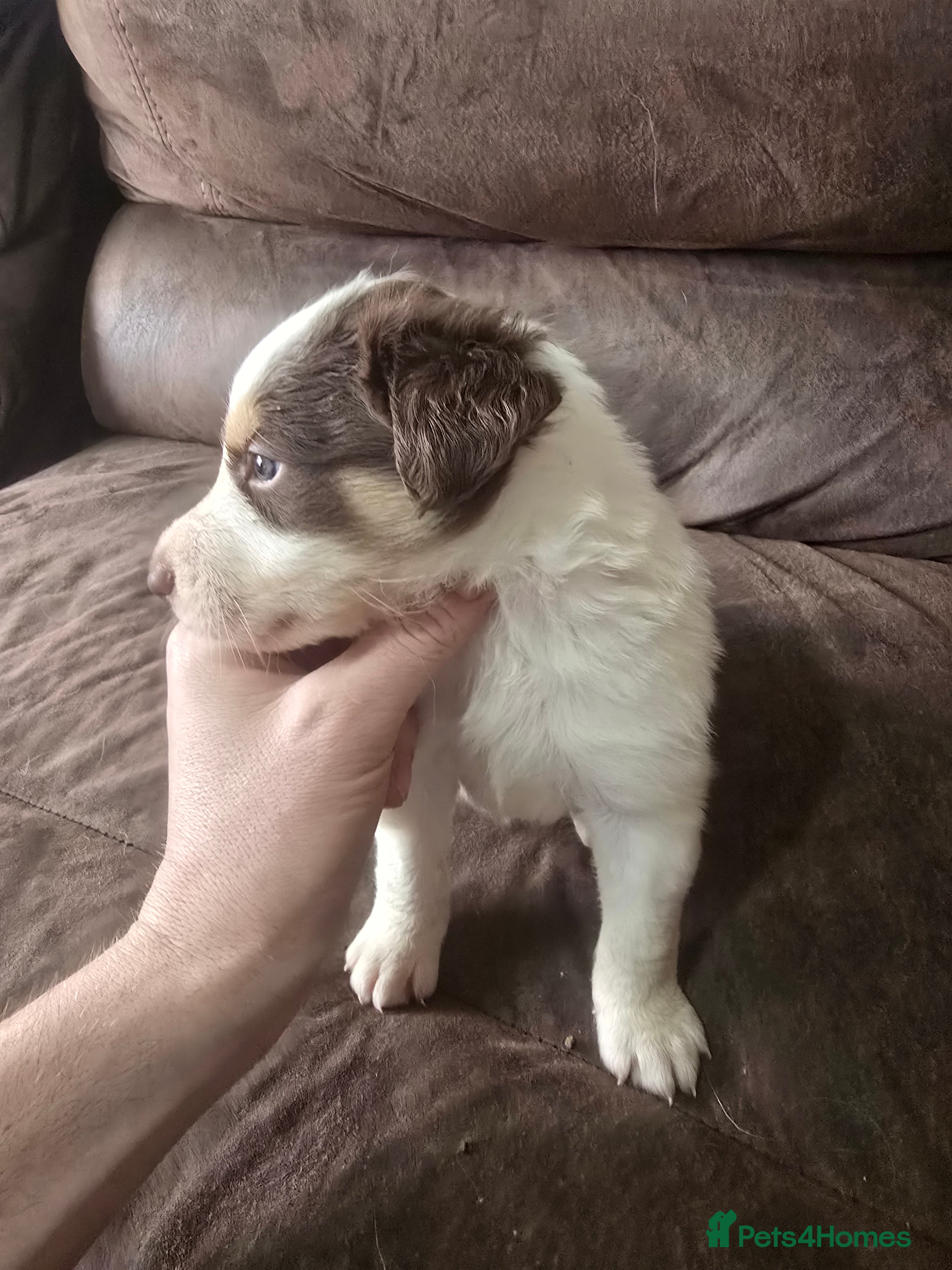 Border Collie dogs Beautiful litter of red merle border collies - Advert 12