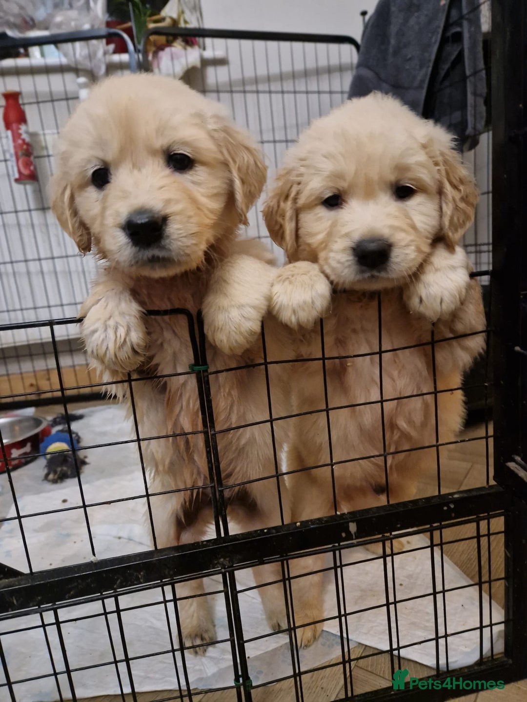 Golden Retriever dogs for sale: KC GoldenRetriver,READY NOW - Advert 5