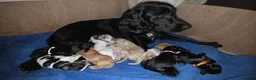 Mixed Breed dogs for sale: 9 Sprocker/Australian labradoodle puppies in Peterhead - Advert 2