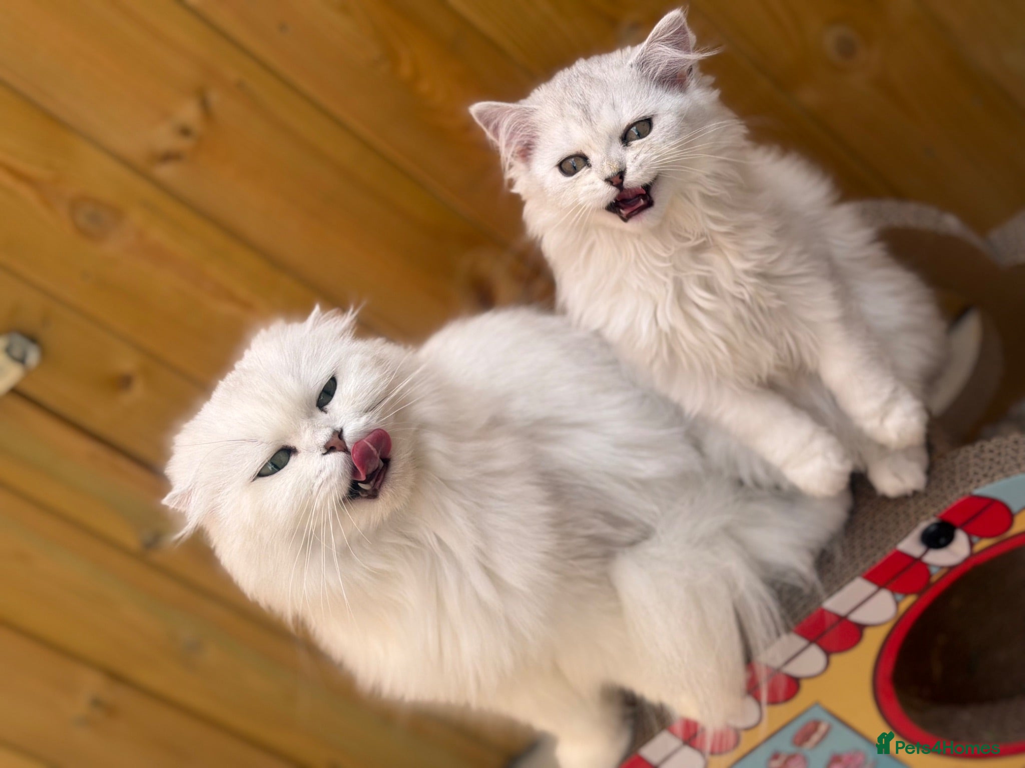 British Longhair cats  STUNNING RARE SILVER-GOLDEN BLH KITTENS AVAILABLE - Advert 20