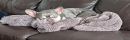 French Bulldog dogs for sale: 5 year old Frenchie seeking a forever home - Advert 4