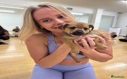 Mixed Breed dogs for sale: Jack Russel x Chow Chow Mix Puppies for Sale  - Image 16