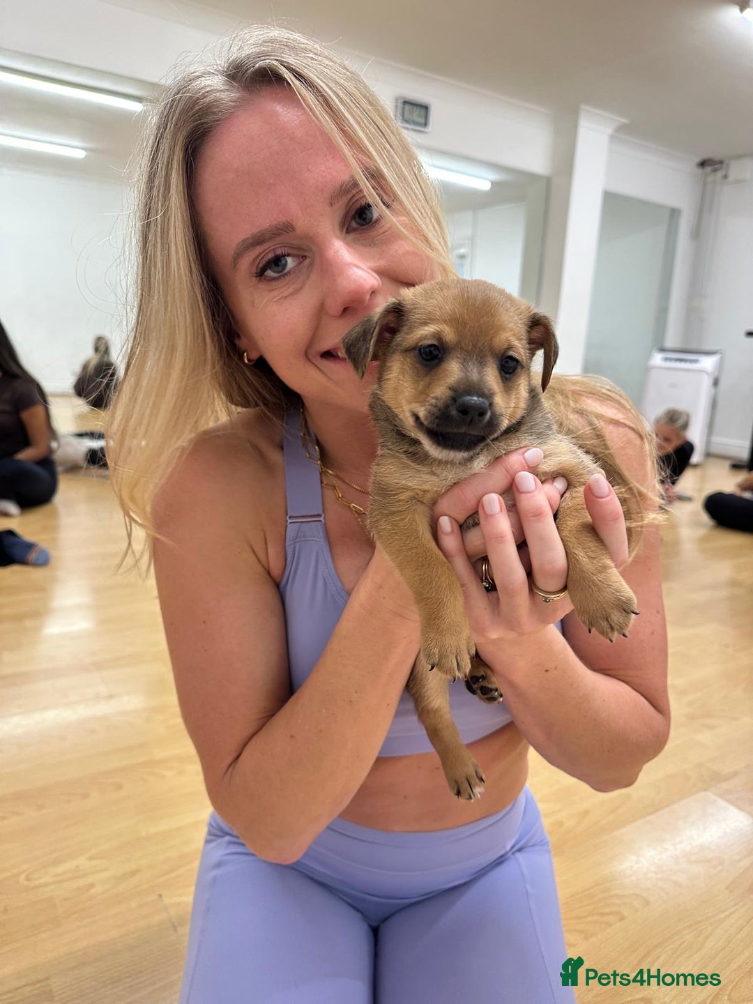 Mixed Breed dogs for sale: Jack Russel x Chow Chow Mix Puppies for Sale  - Image 16
