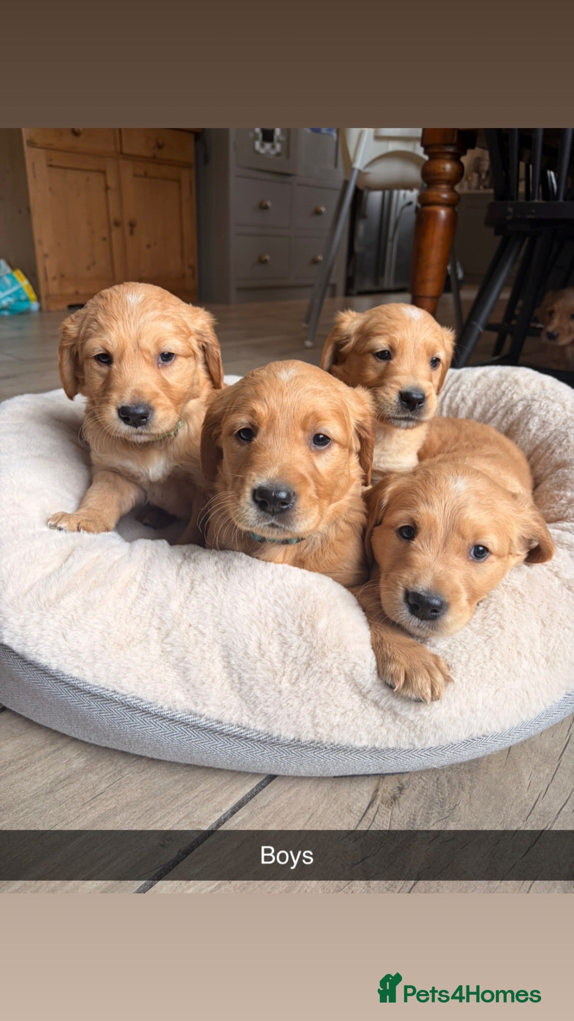 Golden Retriever dogs Outstanding breadlines with extensive health tests - Advert 2