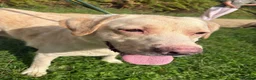 Labrador Retriever dogs for adoption: George - Hingham Norfolk  in Norwich - Advert 10