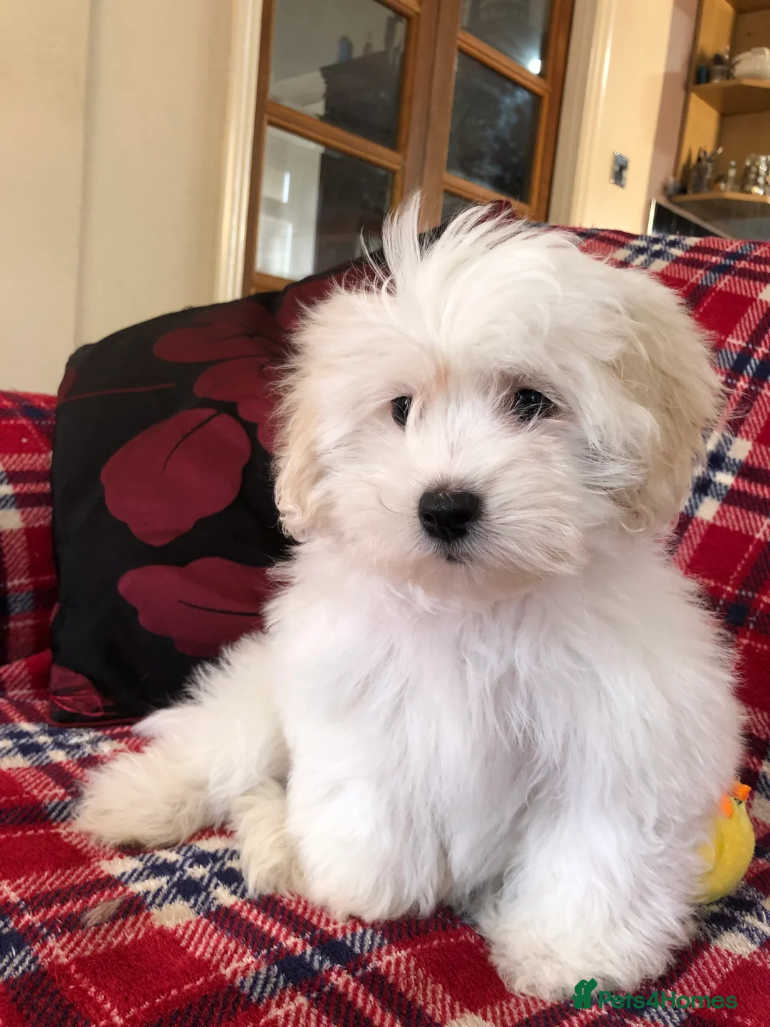 Maltipoo dogs for sale: Maltipoo puppies for sale  - Advert 27
