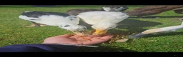 Ducks poultry for sale: 6 Unsexed Runner Ducklings & seperately 1 Drake in Thornhill - Advert 4