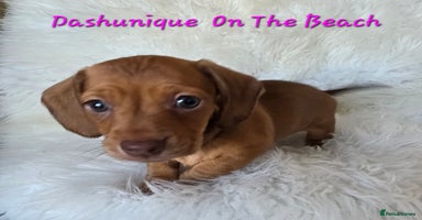 Miniature Dachshund dogs KC reg, gorgeous litter, pra clear  - Advert 9