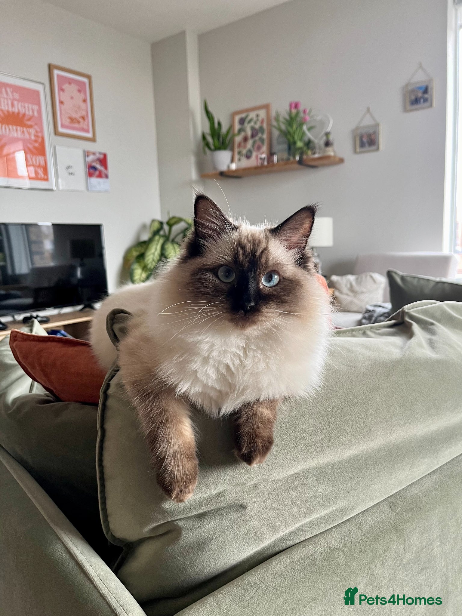 Ragdoll cats Olive the Ragdoll, 3yrs, Neutered & Microchipped - Advert 2