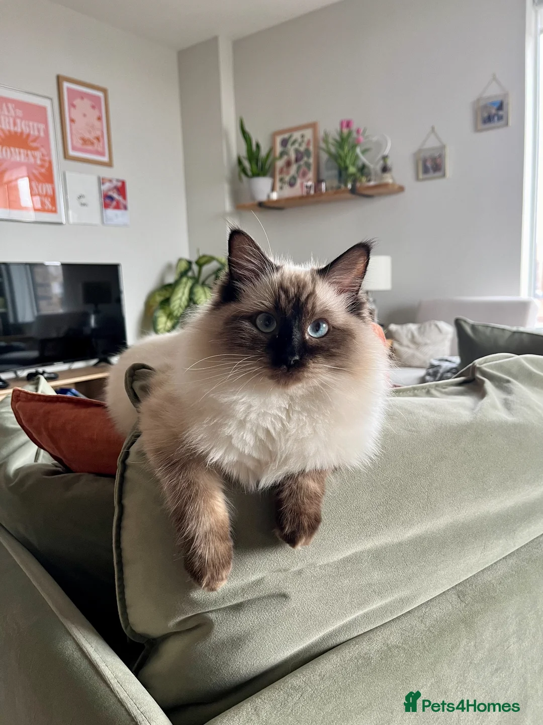 Ragdoll cats for sale: Olive the Ragdoll, 3yrs, Neutered & Microchipped - Advert 1