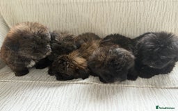 Mixed Breed dogs for sale: Shih-Poo or Shoodle - Image 7