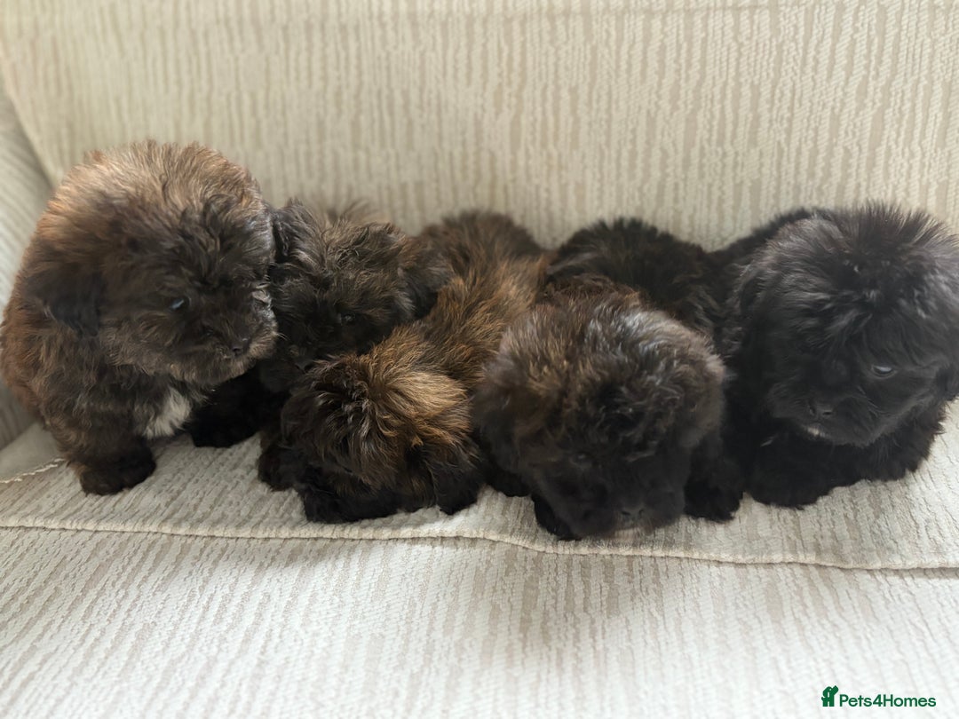 Mixed Breed dogs for sale: Shih-Poo or Shoodle - Image 7