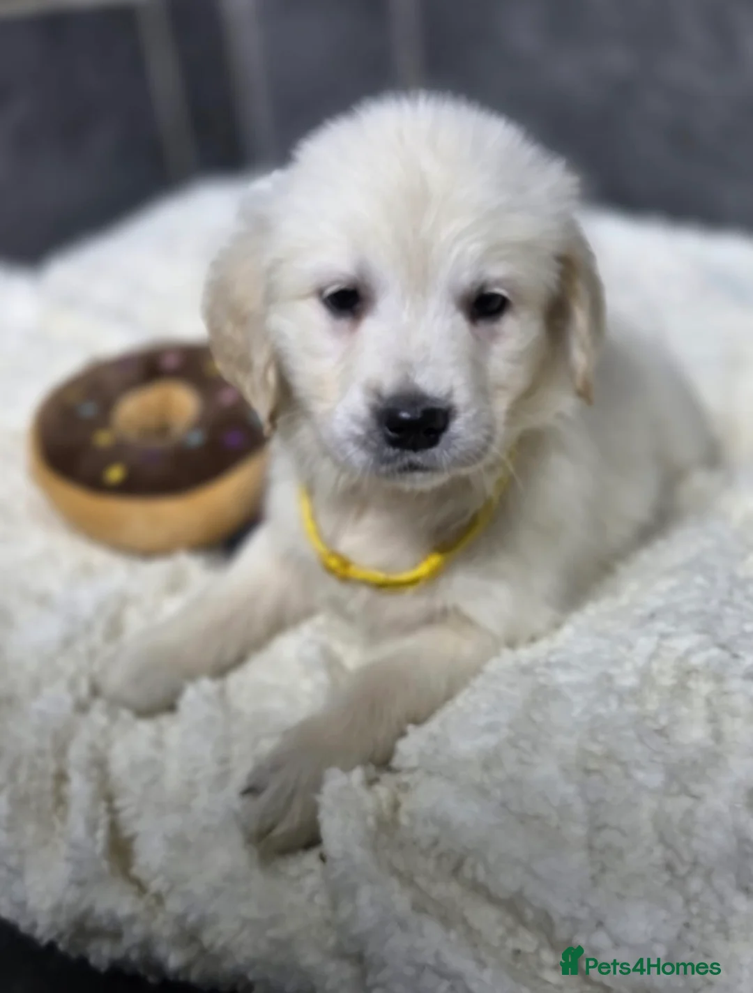 Golden Retriever dogs for sale: Beautiful kc golden retriever pups - Advert 6