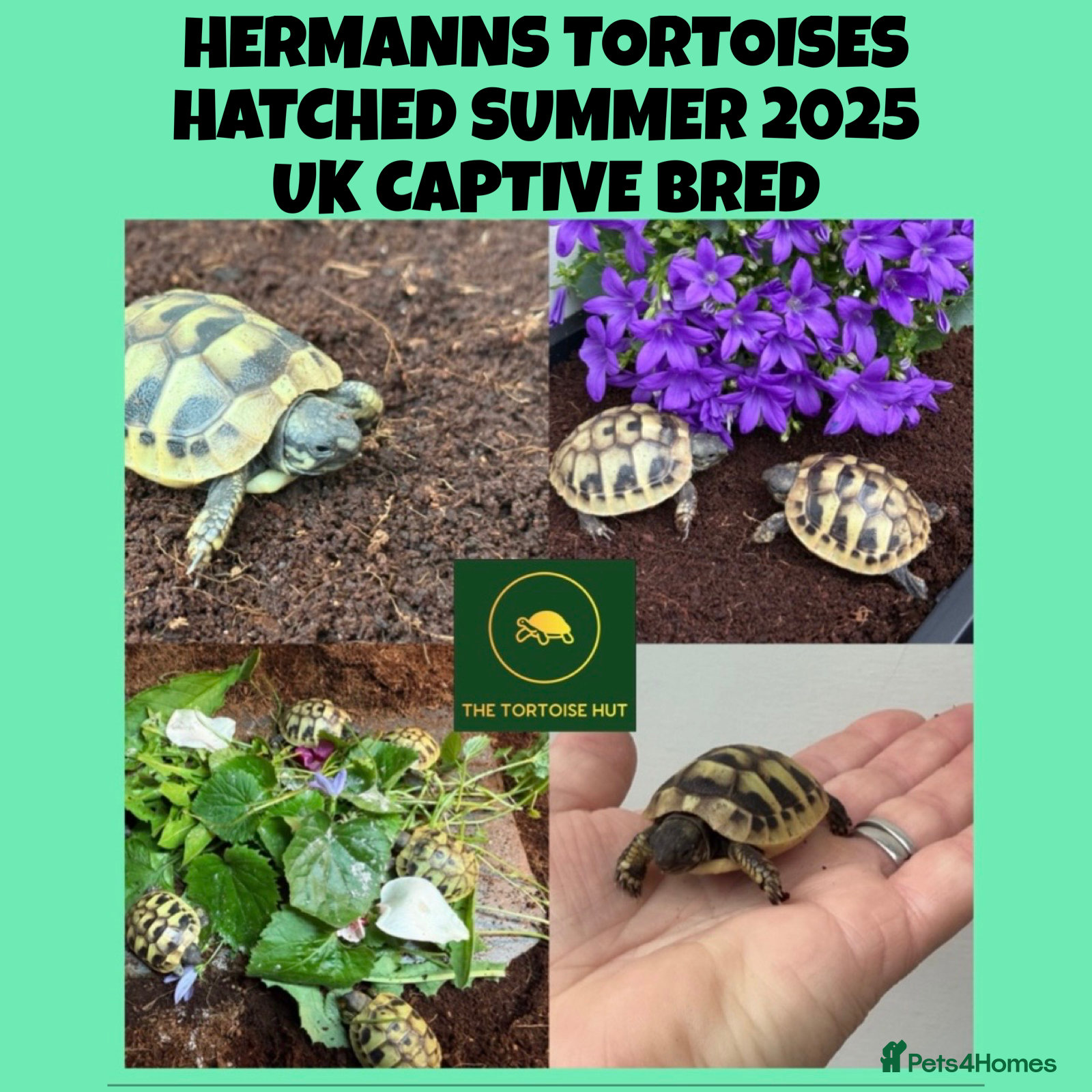 Hermann Tortoise reptiles Baby hermanns tortoises for sale and setups  - Advert 15