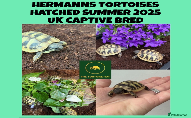Hermann Tortoise reptiles Baby hermanns tortoises for sale and setups  - Advert 6