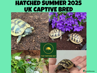 Hermann Tortoise reptiles Baby hermanns tortoises for sale and setups - Advert 4