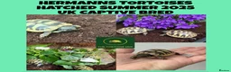 Hermann Tortoise reptiles for sale: Baby hermanns tortoises for sale and setups  - Advert 1