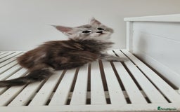 Maine Coon cats for sale: Tica registered maine coon kittens  - Image 1