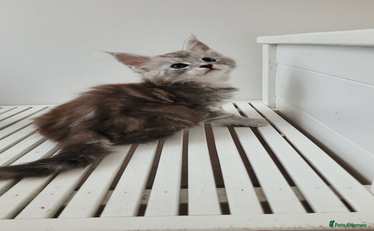 Maine Coon cats - Advert 4