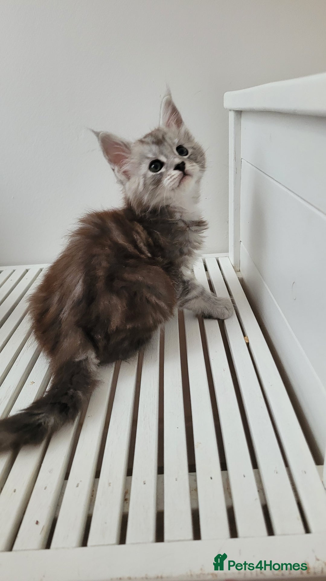 Maine Coon cats for sale: Tica registered maine coon kittens  - Image 1