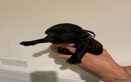 Labrador Retriever dogs for sale: 9 KC Black Lab Pups  - Image 6