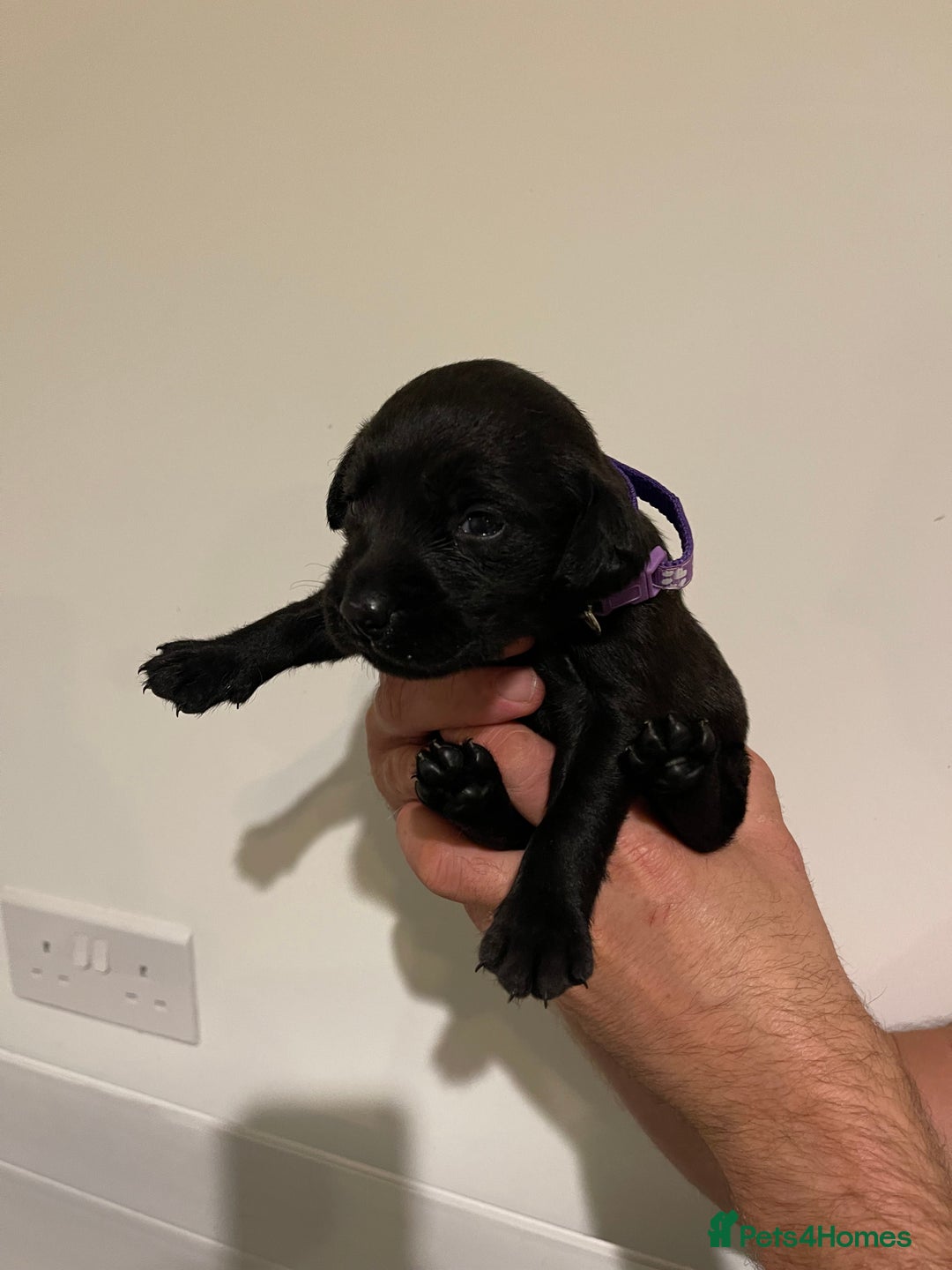 Labrador Retriever dogs for sale: 9 KC Black Lab Pups  - Image 6