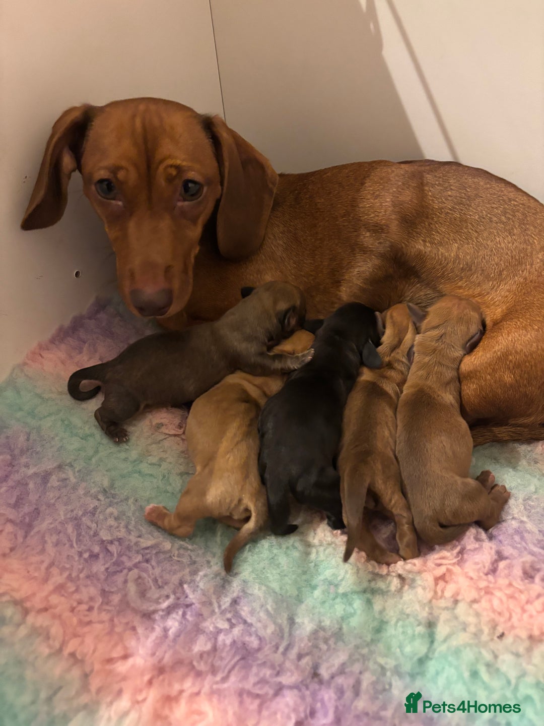 Miniature Dachshund dogs for sale: Litter of 5 Beautiful Dachshund Pups *2 LEFT - Image 10