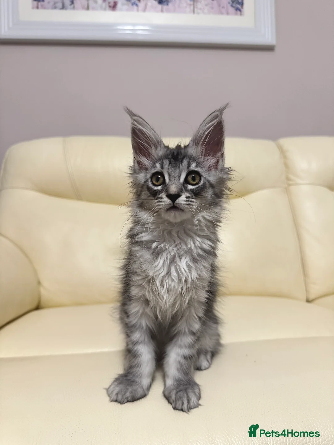 Maine Coon cats for sale: MaineCoonKitten🏆20+gen🧬Outstadning Full Pedigree - Advert 35