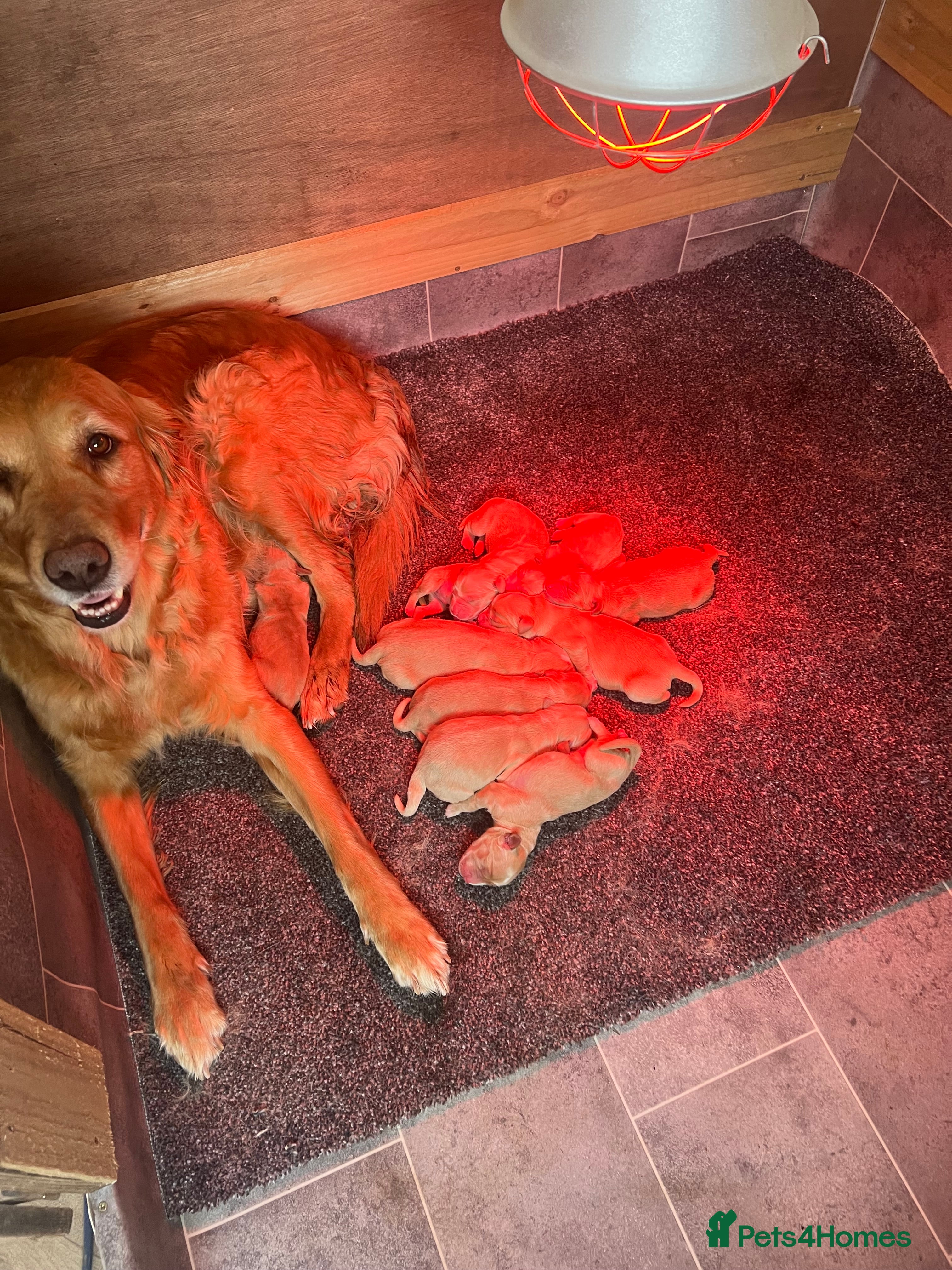 Golden Retriever dogs for sale: Stunning kc golden retriever puppies 🐶  in Ashford - Advert 12