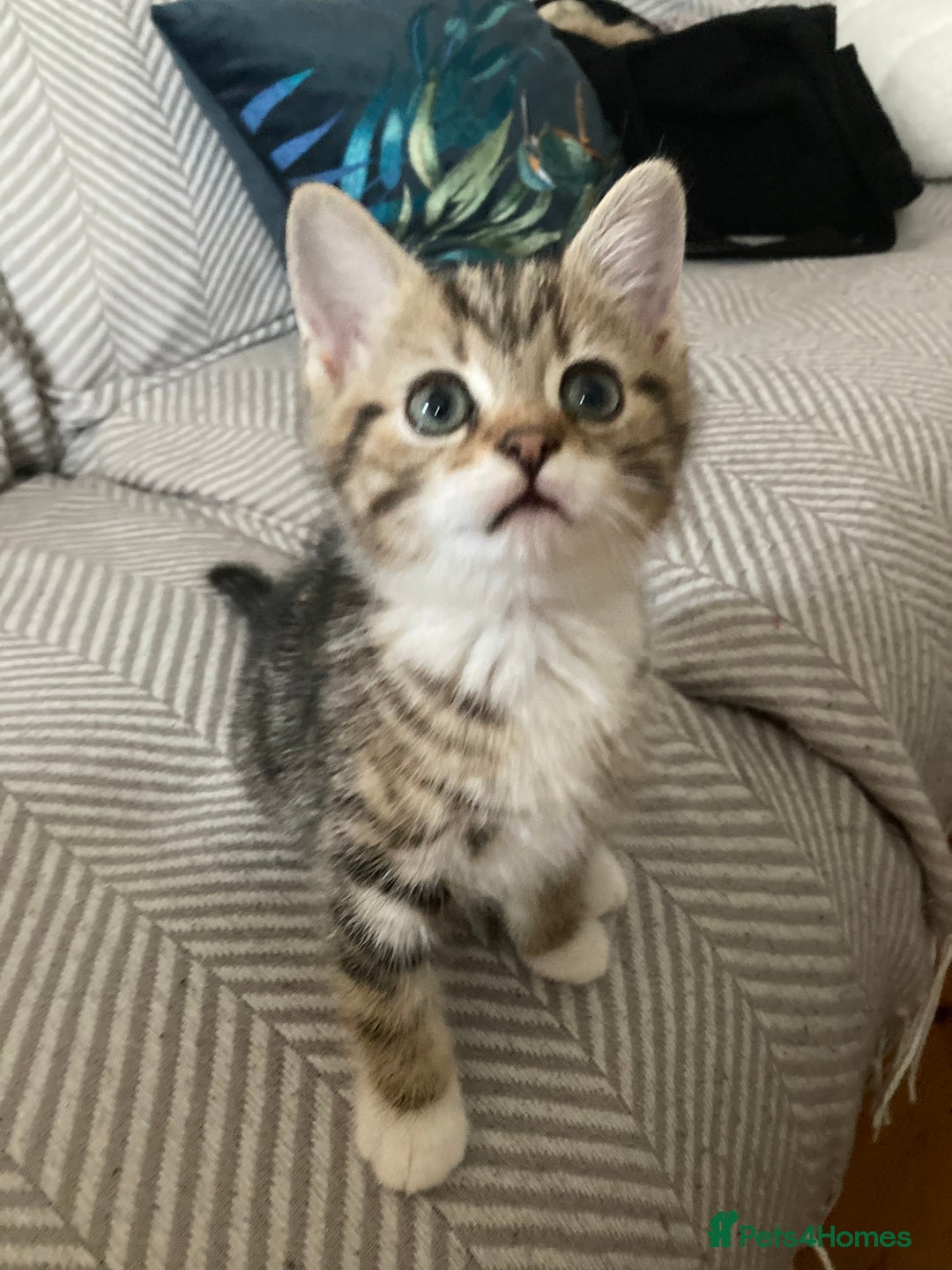 British Shorthair cats for sale: 2 beautiful fluffy kittens - Advert 16