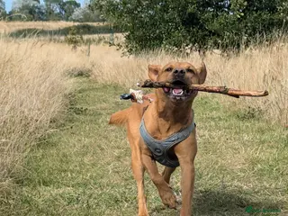 Labrador Retriever dogs FOX RED LABRADOR FOR STUD - Advert 4