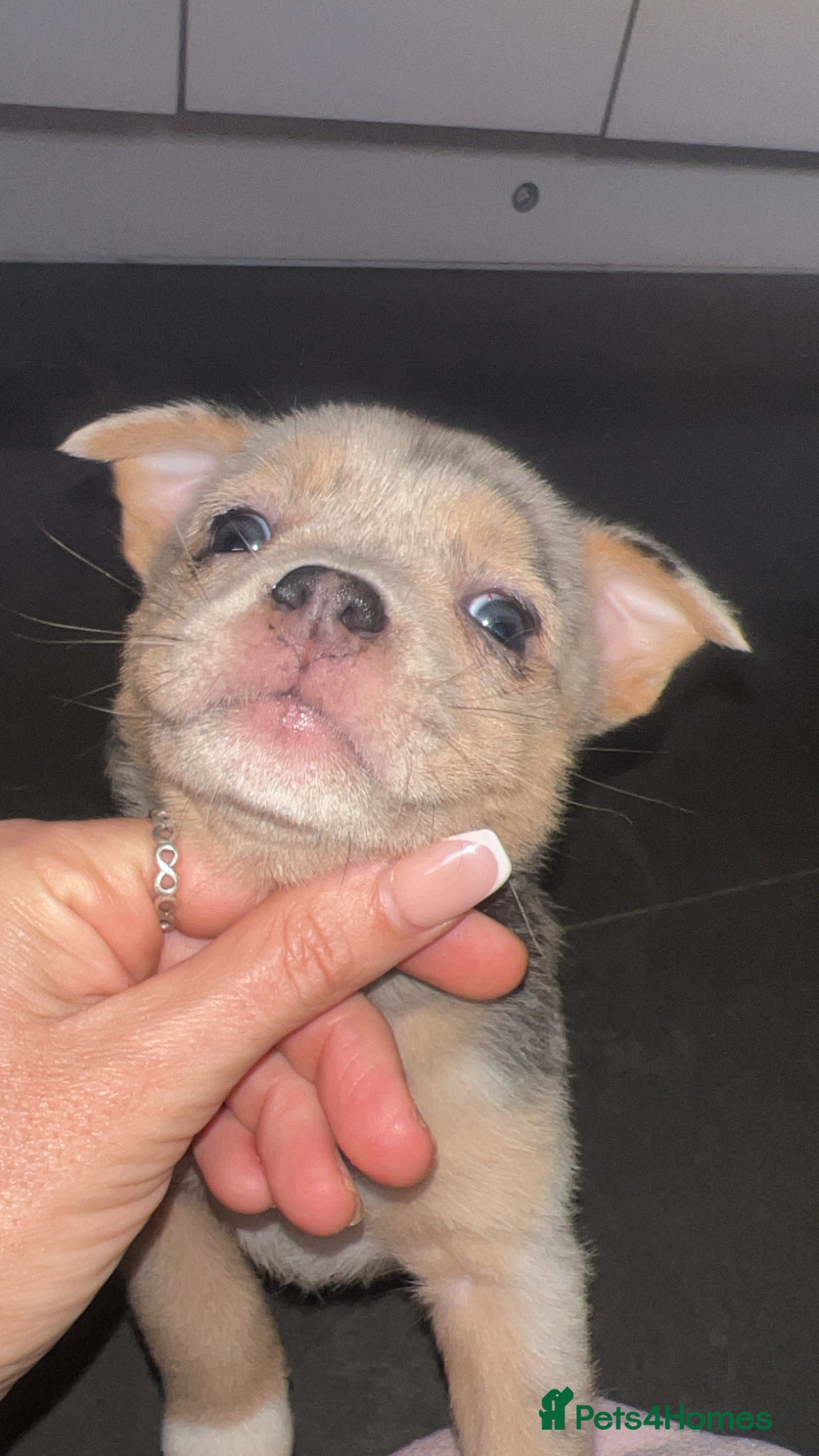 Mixed Breed dogs Pomeranian X Pocket Bully  - Advert 1