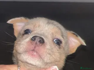 Mixed Breed dogs Pomeranian X Pocket Bully - Advert 1