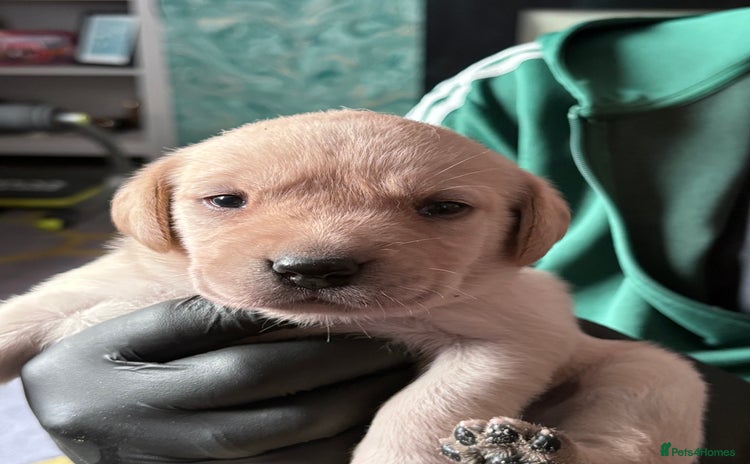Labrador Retriever dogs - Advert 12